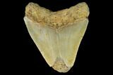 Bargain, Fossil Megalodon Tooth - North Carolina #124824-1